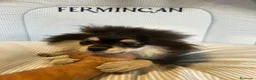 Pomerania perros en venta: CACHORRO POMERANIA - Anuncio 7