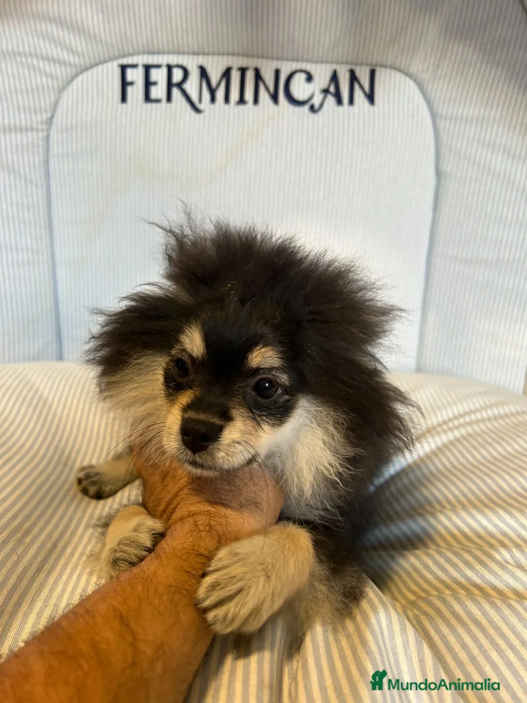 Pomerania perros en venta: CACHORRO POMERANIA - Anuncio 7