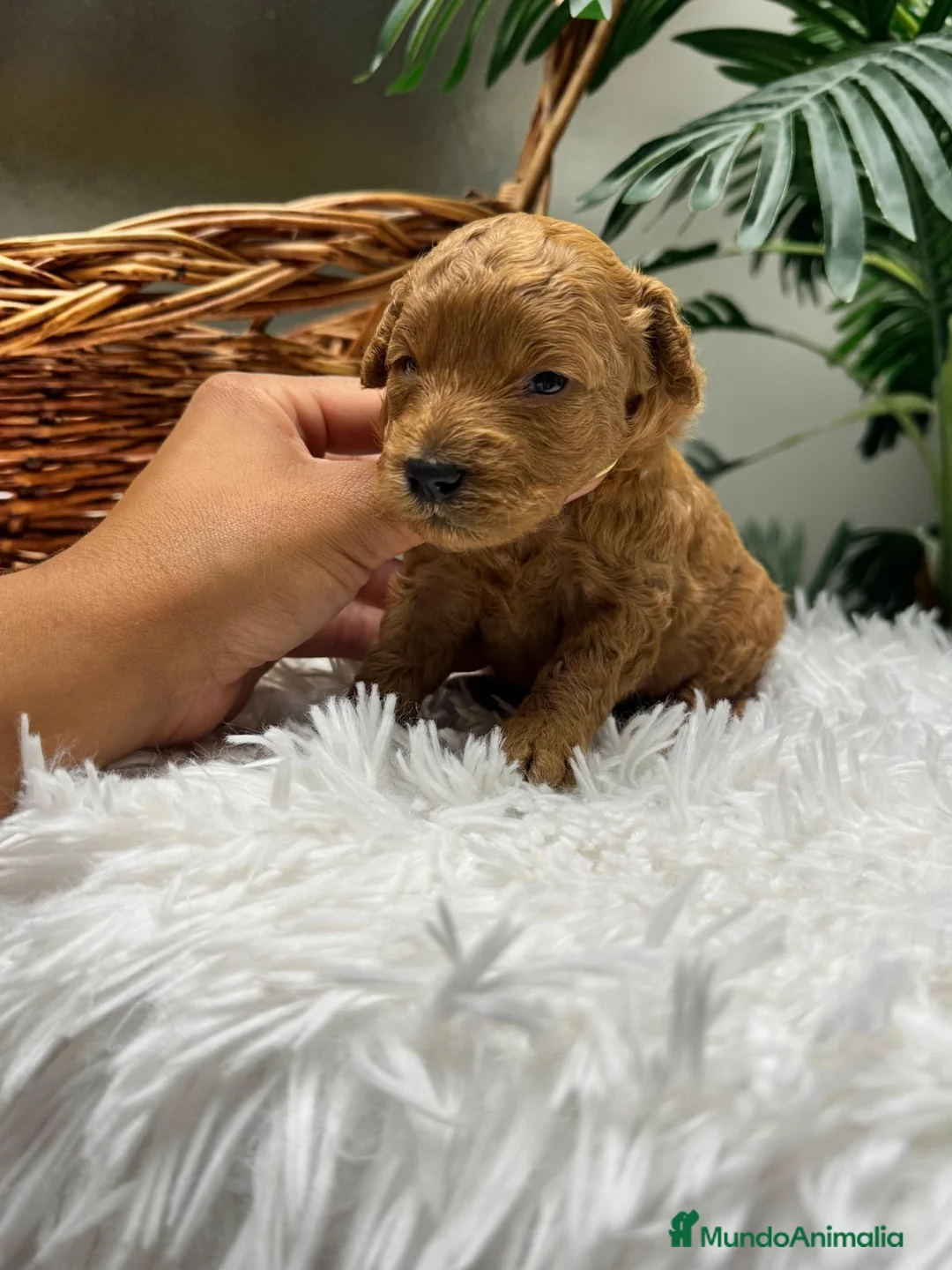 Caniche Enano perros en venta: CANICHE ENANO - Anuncio 2