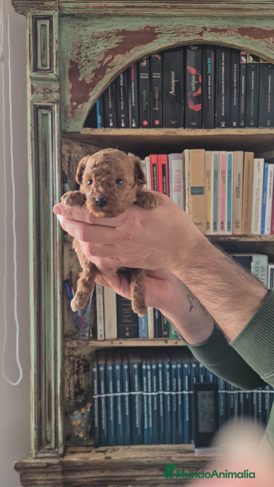 Caniche Toy perros en venta: caniche toy - Anuncio 2