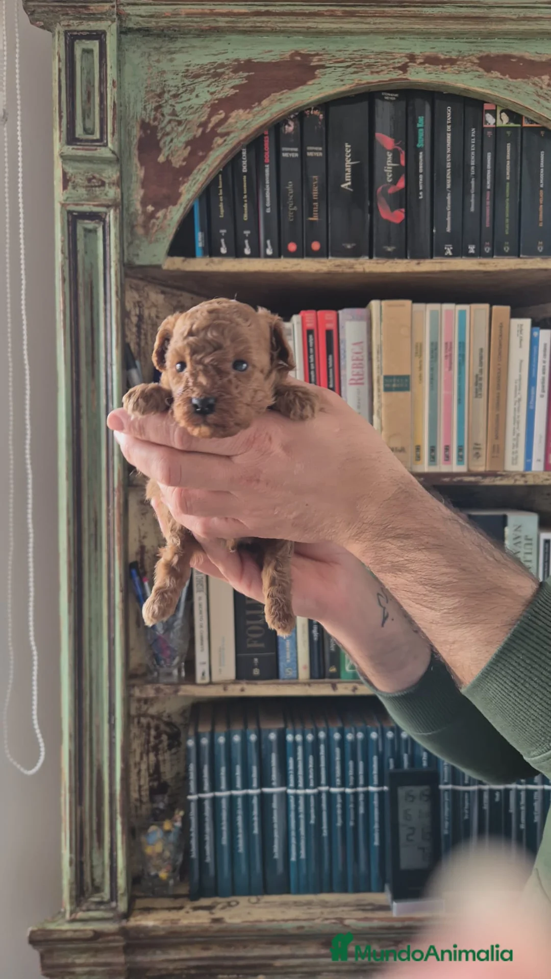 Caniche Toy perros en venta: caniche toy - Anuncio 2