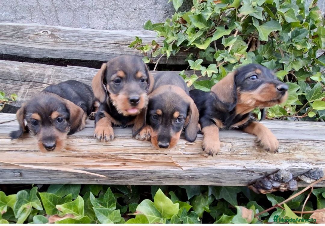 Teckel perros Teckel Standard Pelo Duro  - Anuncio 20