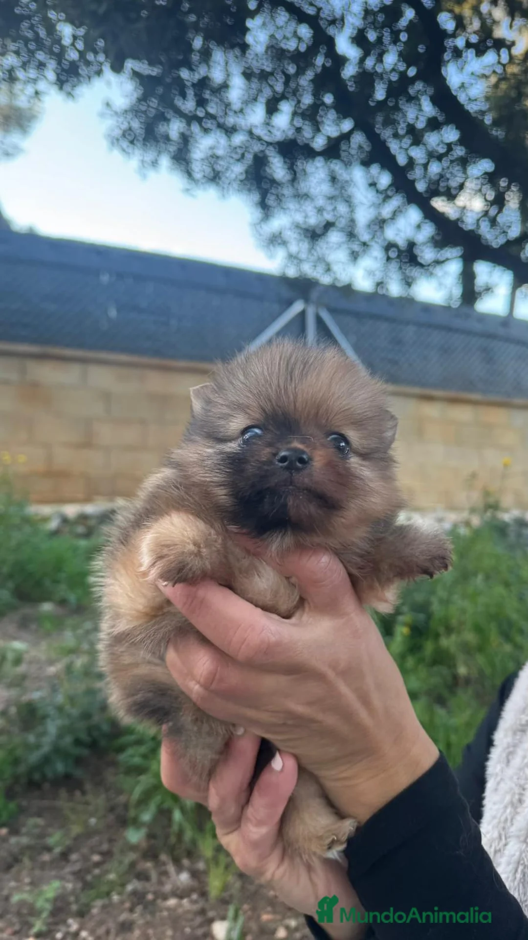 Pomerania perros en venta: Pomerania mini  - Anuncio 4