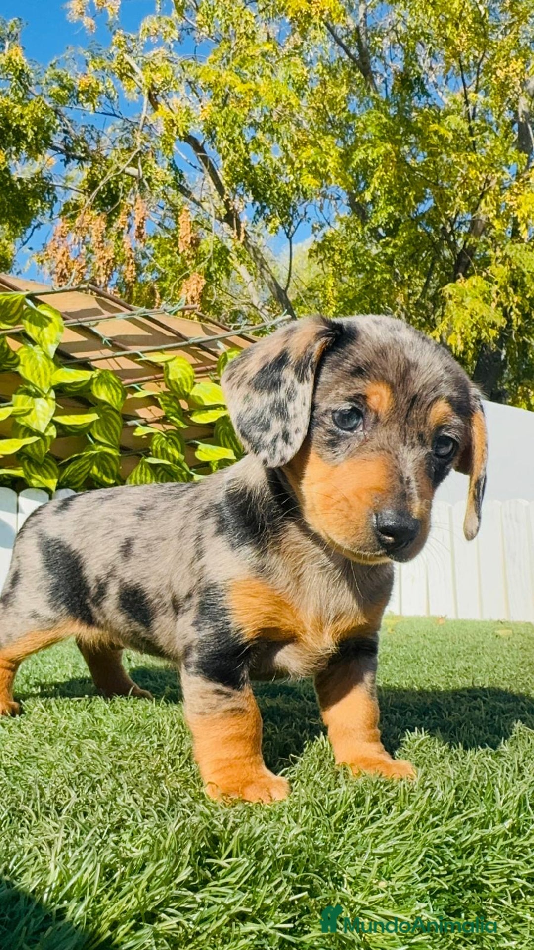 Teckel Miniatura perros en venta: TECKEL ARLEQUIN MINIATURA - Anuncio 15