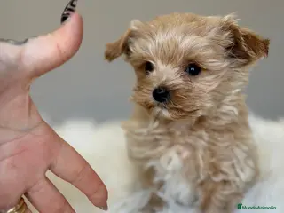 Maltipoo perros MALTIPOO MACHO APRICOT - Anuncio 4