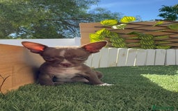 Chihuahua perros en venta: CHIHUAHUA MACHO - Imagen 14