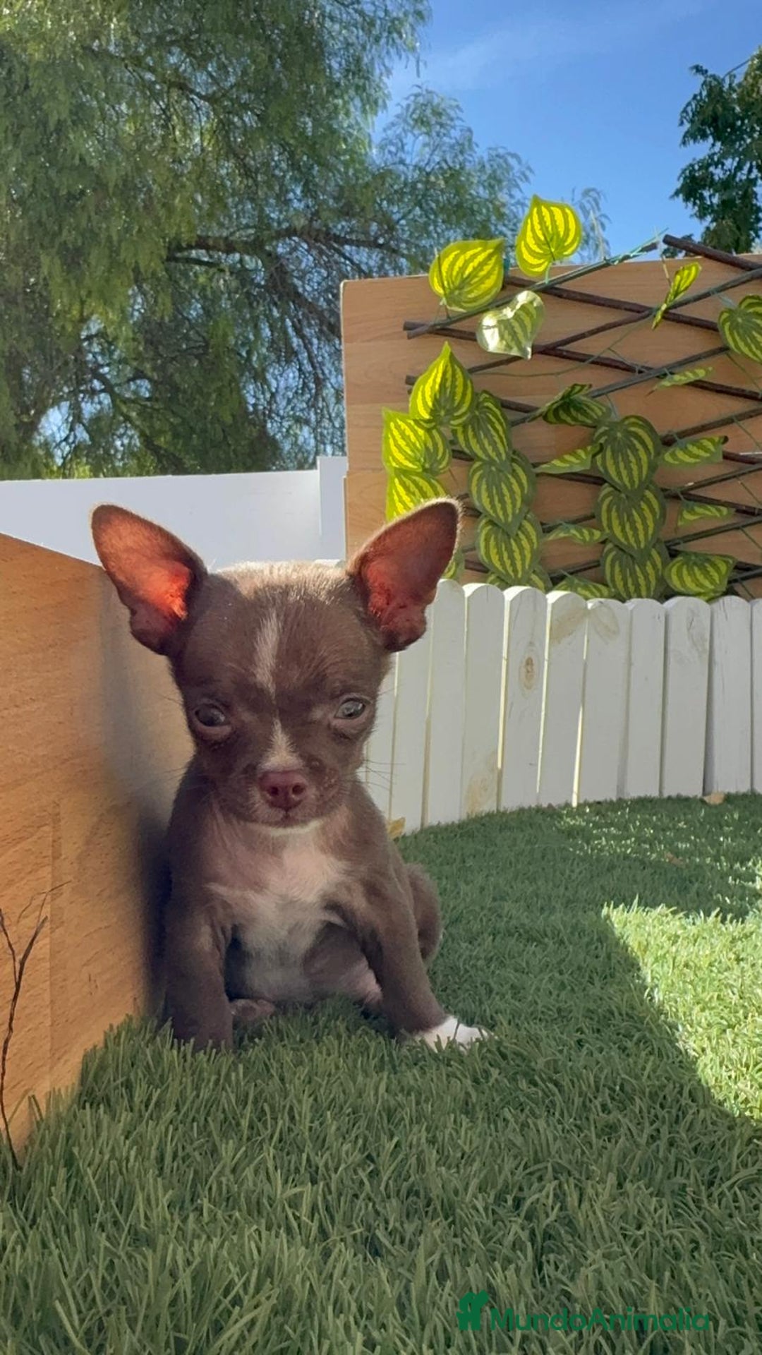 Chihuahua perros en venta: CHIHUAHUA MACHO - Imagen 14