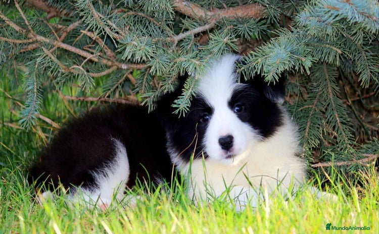 Border Collie perros BORDER COLLIE PRECIOSO - Anuncio 13