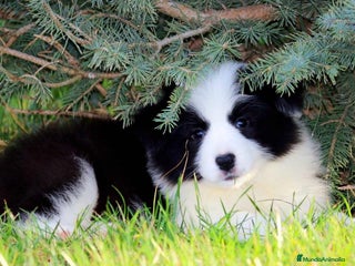 Border Collie perros BORDER COLLIE PRECIOSO - Anuncio 12