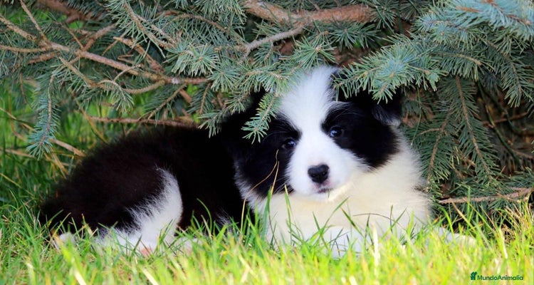 Border Collie perros BORDER COLLIE PRECIOSO - Anuncio 1