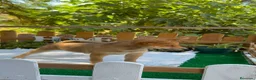 Shiba Inu perros en venta: Shiba Inu Hembras Rojas Preciosas  - Anuncio 3