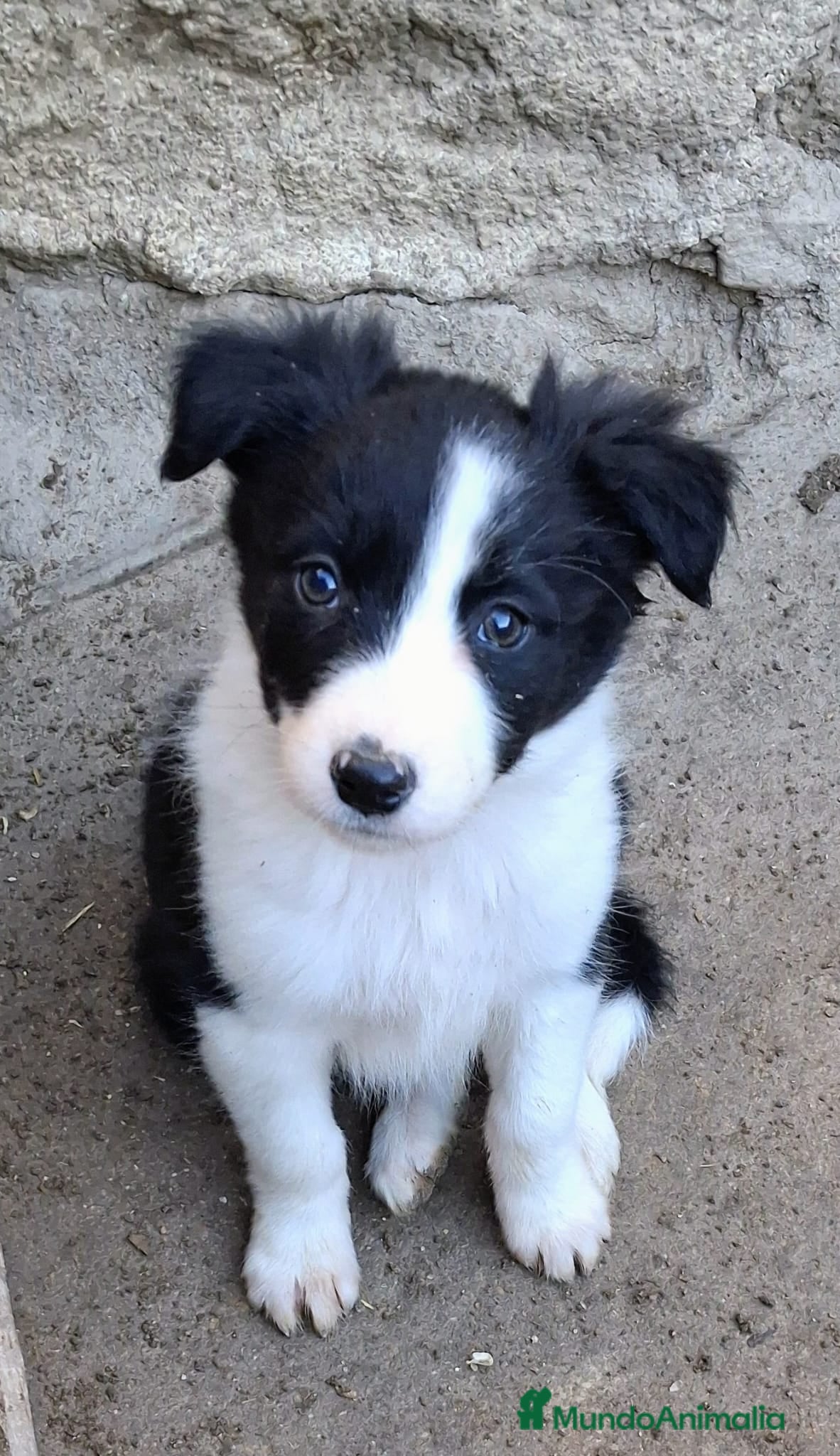 Border Collie perros Boder collie Getafe  - Anuncio 1