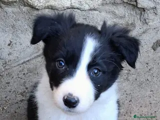Border Collie perros Boder collie Getafe - Anuncio 22