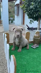 Lola