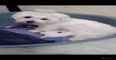 Bichón Maltés perros en Guadalajara - Propaganda 15