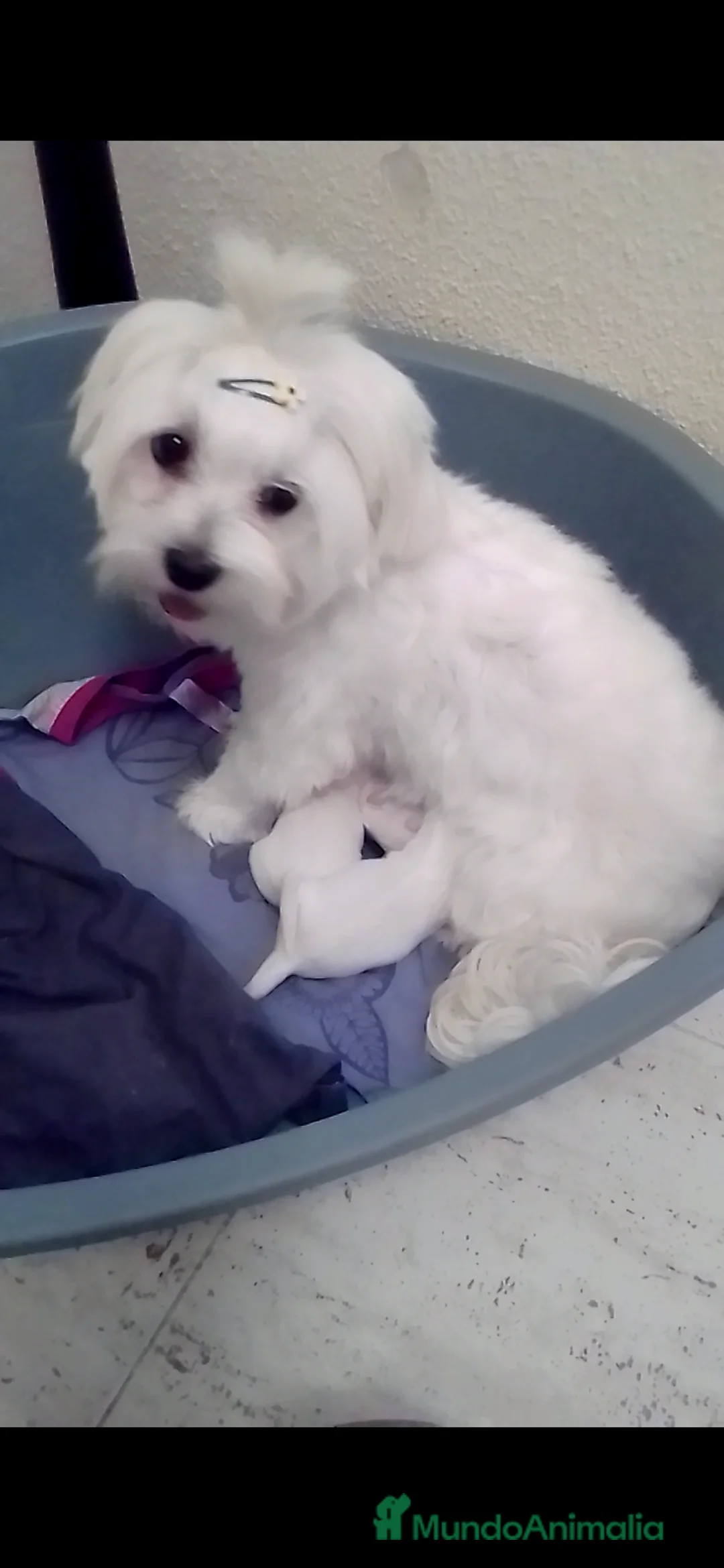 Bichón Maltés perros en venta: Bichon maltes en Guadalajara - Anuncio 2