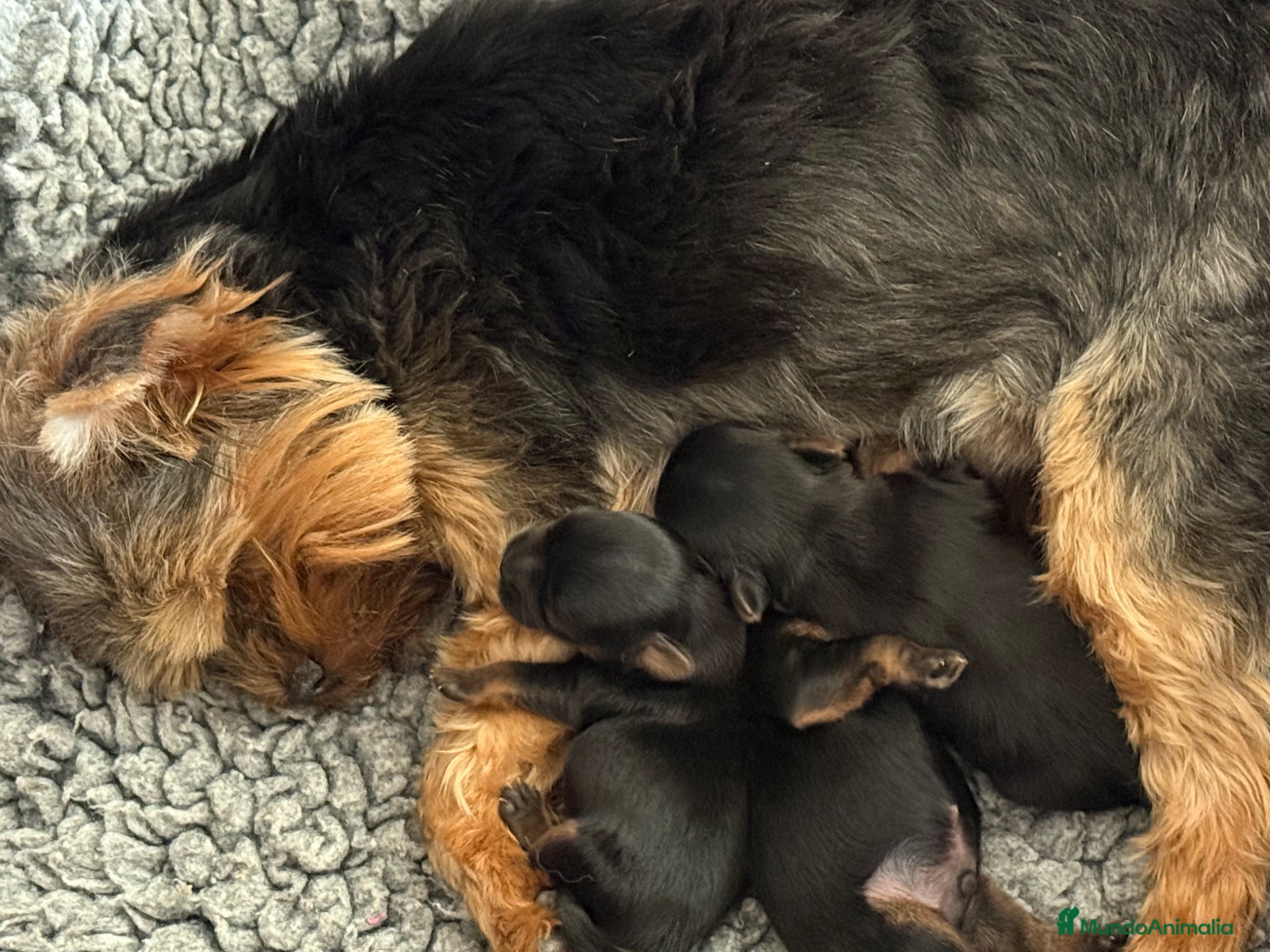 Yorkshire Terrier perros en venta: maravilloso Yorkshire Terrier  - Anuncio 10