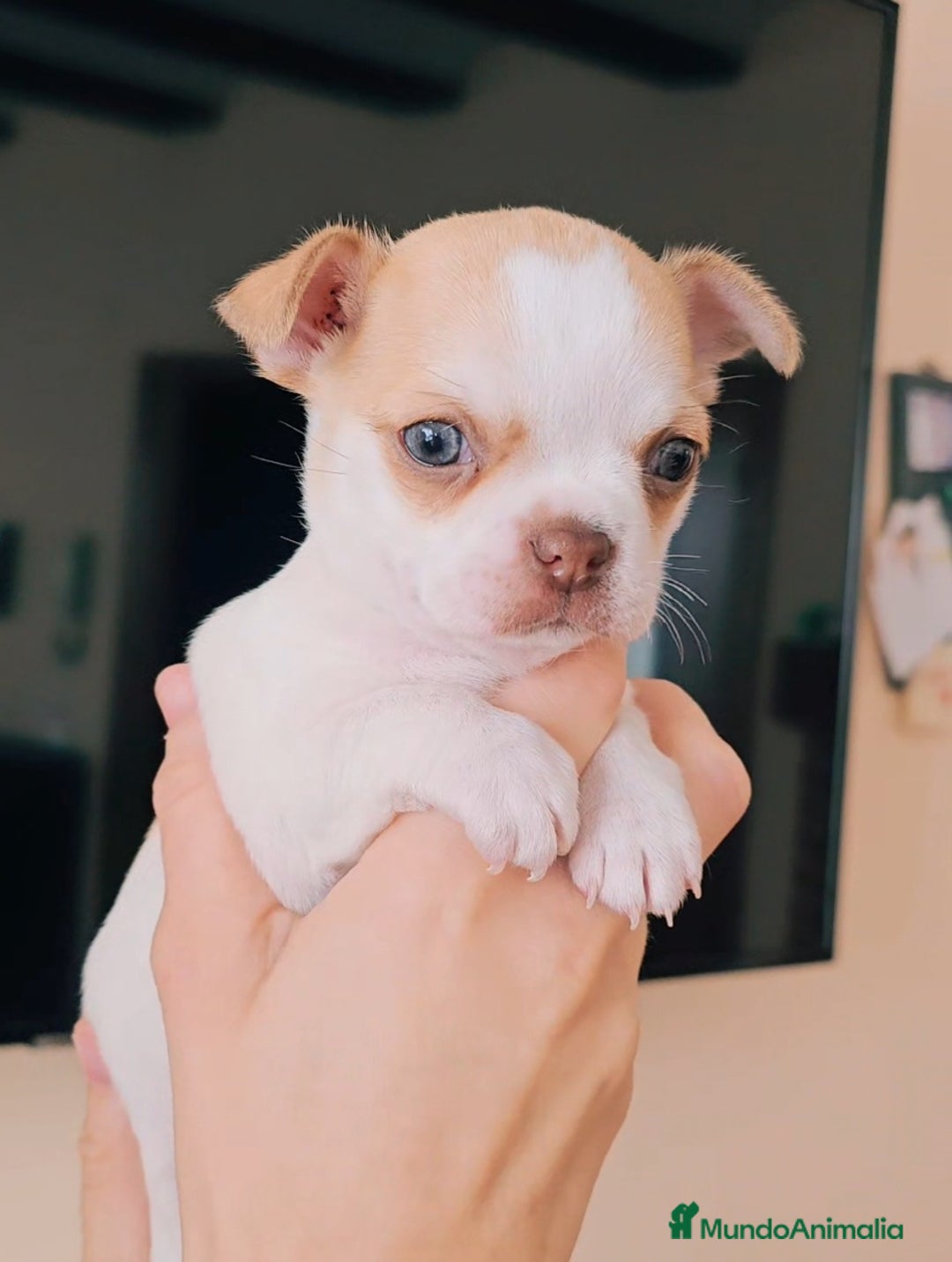 Chihuahua perros en venta: Chihuahua miniatura  - Imagen 3