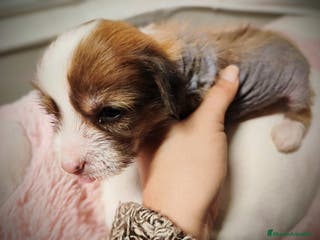 Perro Crestado Chino perros Crestado chino hairless - Anuncio 29