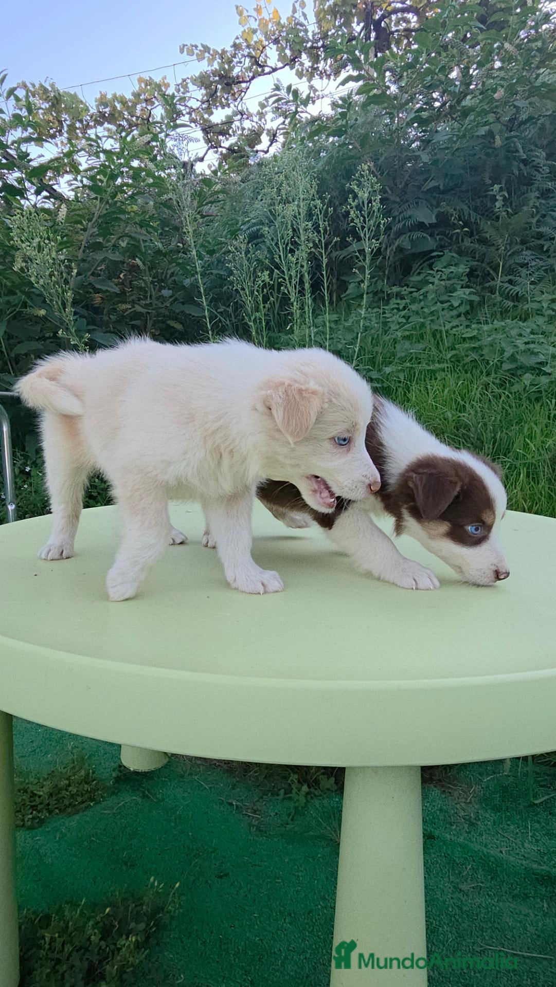 Border Collie perros Cachorros border collie - Anuncio 1