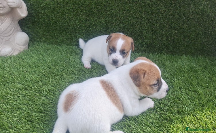Jack Russell Terrier perros Jack Russell Bicolor Disponibles Juguetones  - Anuncio 1