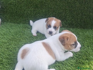 Jack Russell Terrier perros Jack Russell Bicolor Disponibles Juguetones - Anuncio 1
