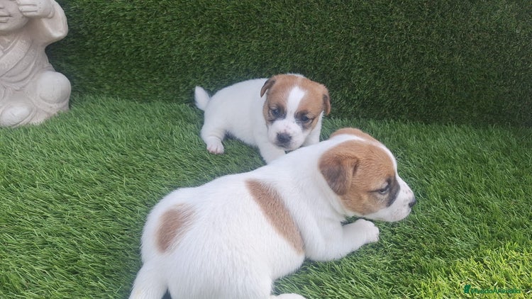Jack Russell Terrier perros Jack Russell Bicolor Disponibles Juguetones - Anuncio 3