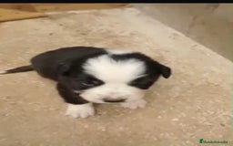 Border Collie perros en venta: Border collie nueva camada - Imagen 12