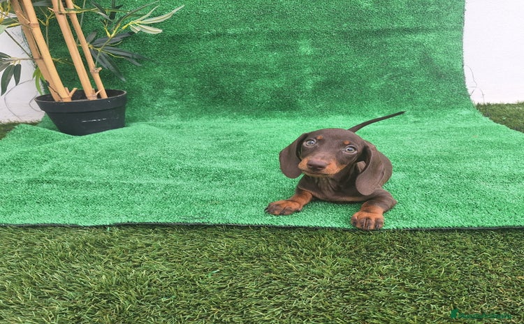 Teckel Miniatura perros - Anuncio 3
