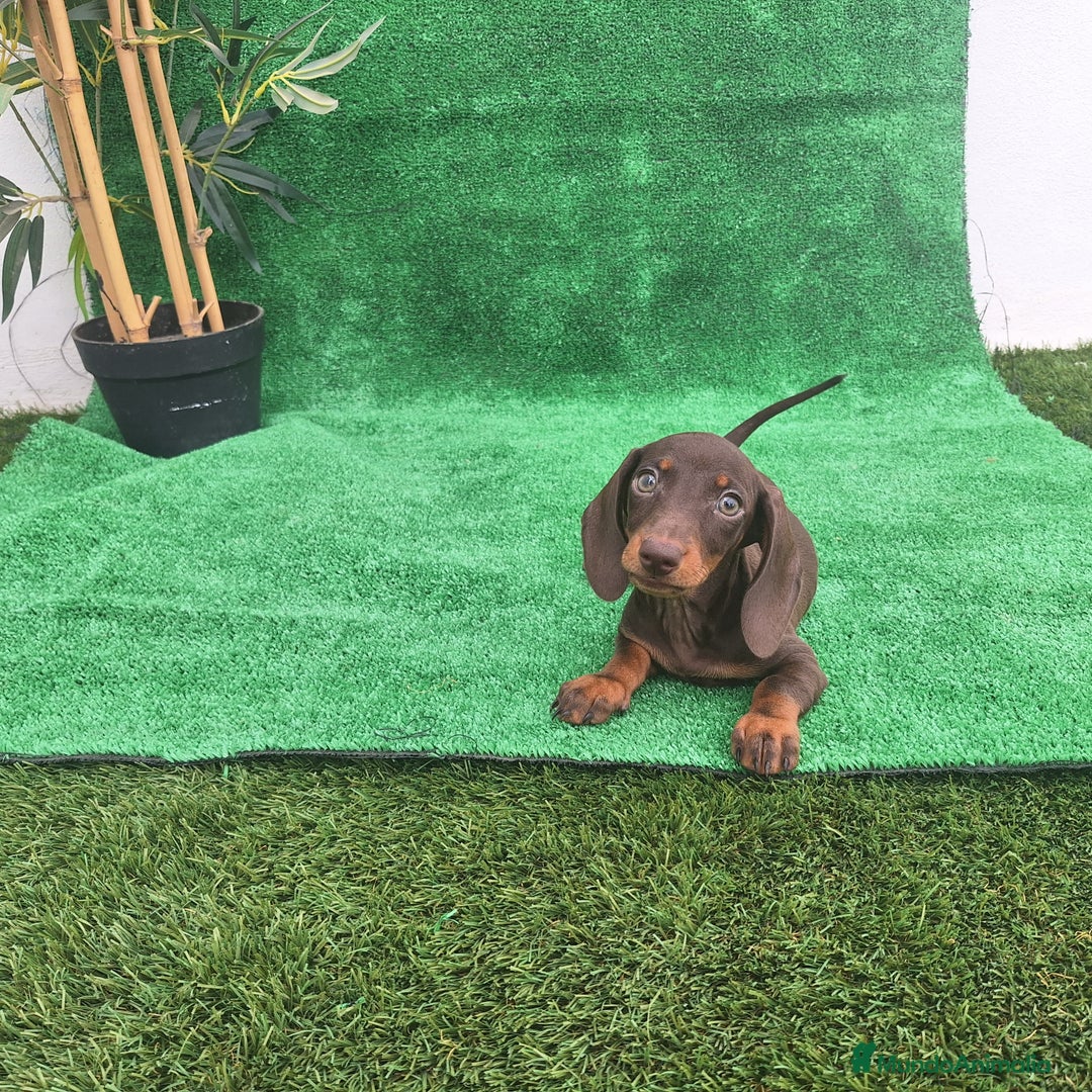 Teckel Miniatura perros en venta: TECKEL MINIATURA CHOCOLATE  - Imagen 1