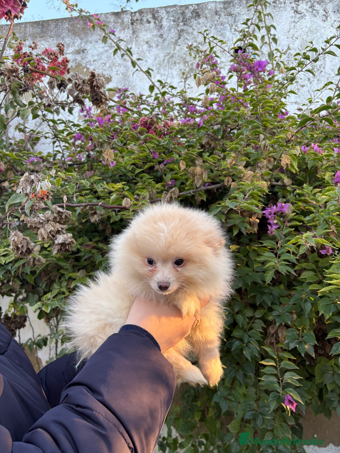 Pomerania perros en venta: Hembritas de Pomerania  - Anuncio 2
