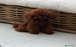 Caniche Toy perros en venta: Caniches - Imagen 3