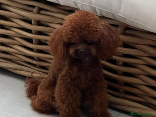 Caniche Toy perros - Anuncio 25