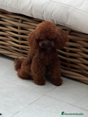 Caniche Toy perros - Anuncio 10