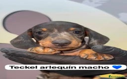 Teckel Miniatura perros en venta: 🐾 Pequeños Teckel mini 🐾 - Imagen 1