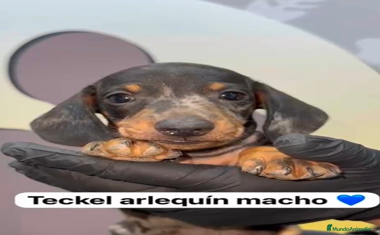 Teckel Miniatura perros - Anuncio 4