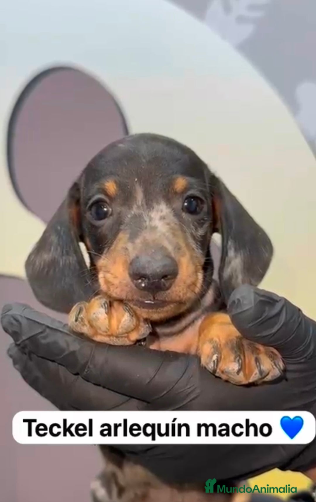 Teckel Miniatura perros en venta: 🐾 Pequeños Teckel mini 🐾 - Imagen 1