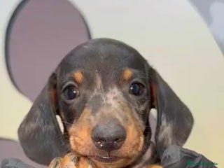 Teckel Miniatura perros - Anuncio 27