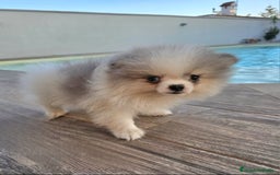 Pomerania perros en venta: POMERANIA MACHO BLUE MERLE - Imagen 2