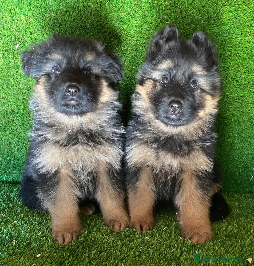 Pastor Alemán perros en venta: Cachorras de pastor alemán - Anuncio 3