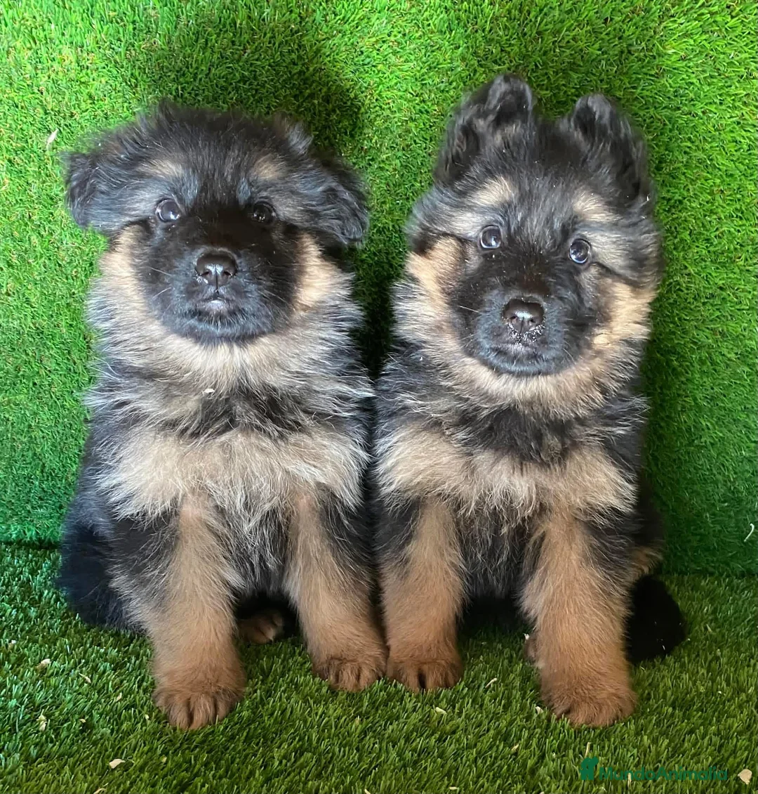 Pastor Alemán perros en venta: Cachorras de pastor alemán - Anuncio 3