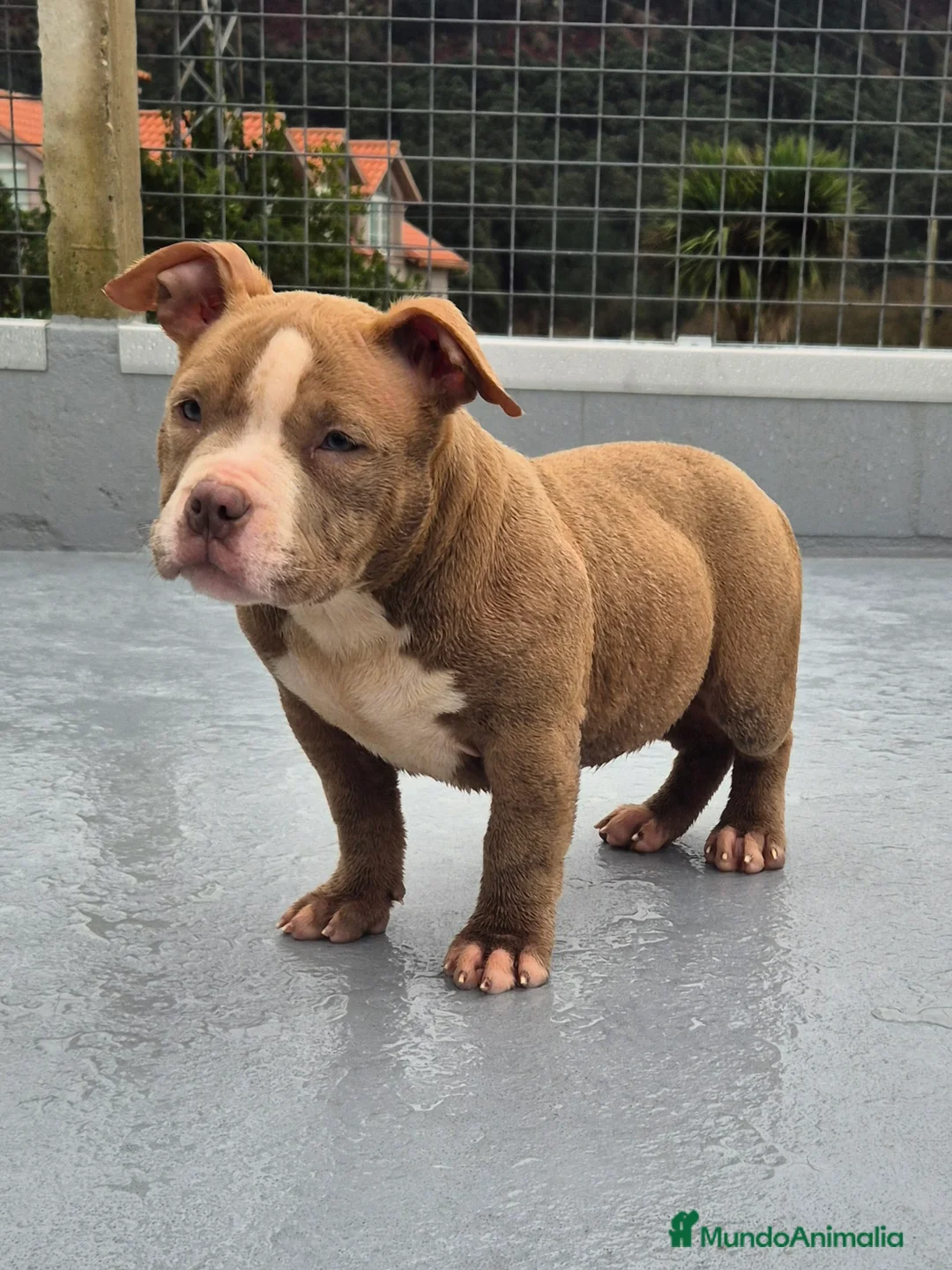 American Bully perros en venta: American Bully Pocket  - Anuncio 12
