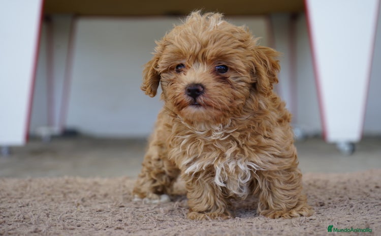 Maltipoo perros - Anuncio 4