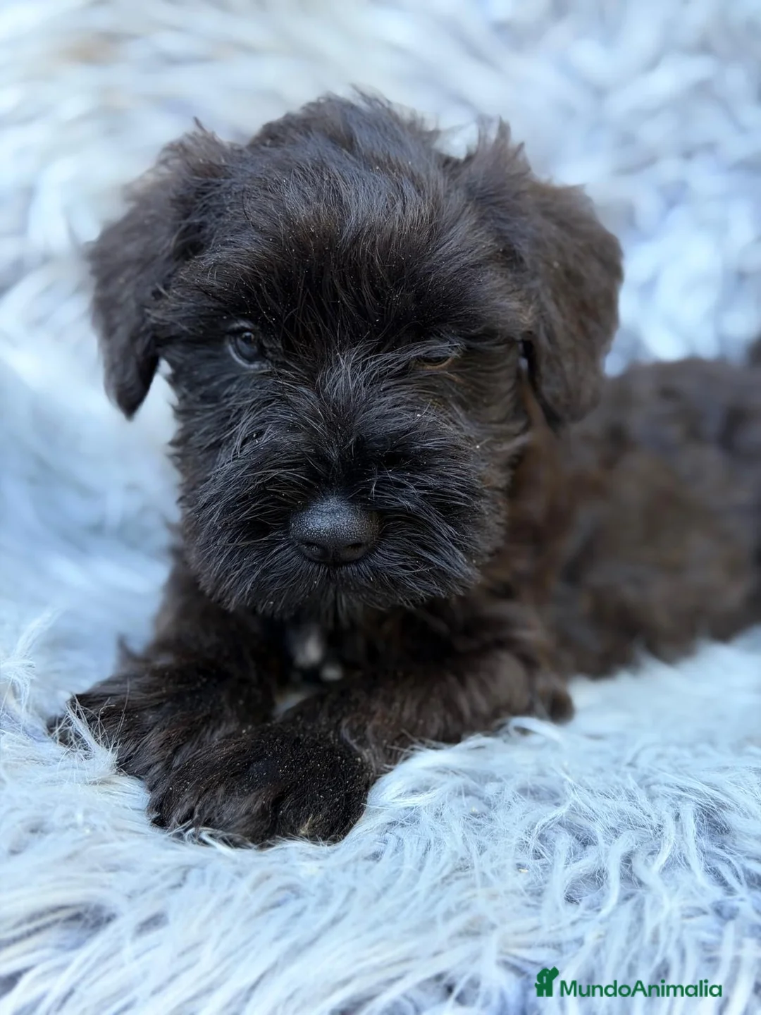 Schnauzer Miniatura perros en venta: Schnauzer disponible💙🐾 - Anuncio 1
