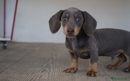 Teckel Miniatura perros en venta: 🌙 Tiko y Monchi – Teckel miniatura silver-blue 🐾 - Imagen 8