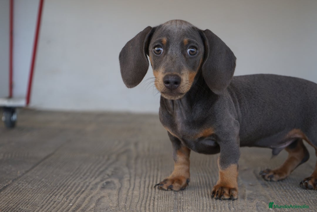 Teckel Miniatura perros en venta: 🌙 Tiko y Monchi – Teckel miniatura silver-blue 🐾 - Imagen 8
