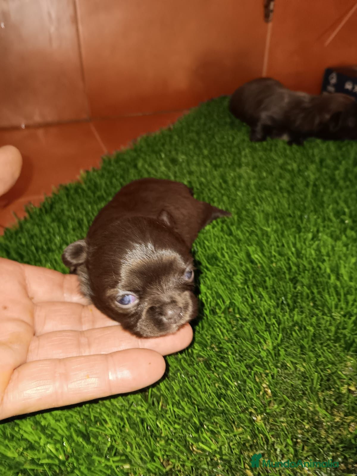 Chihuahua perros Dos hembras Chihuahua toy para reservar  - Anuncio 2
