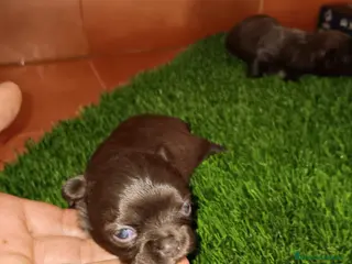 Chihuahua perros Dos hembras Chihuahua toy para reservar - Anuncio 2