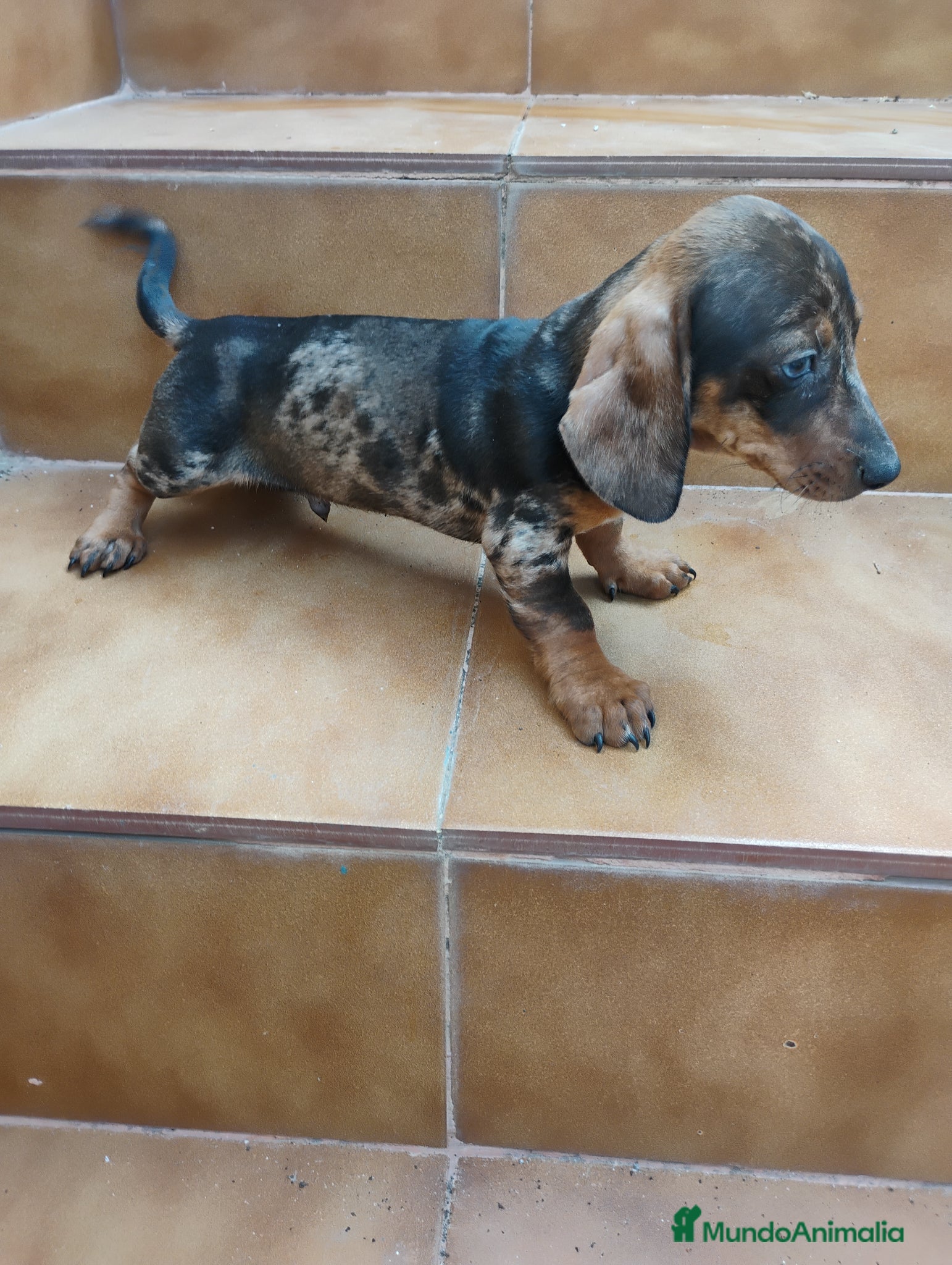 Teckel Miniatura perros Machito teckel rojo arlequín  - Anuncio 2