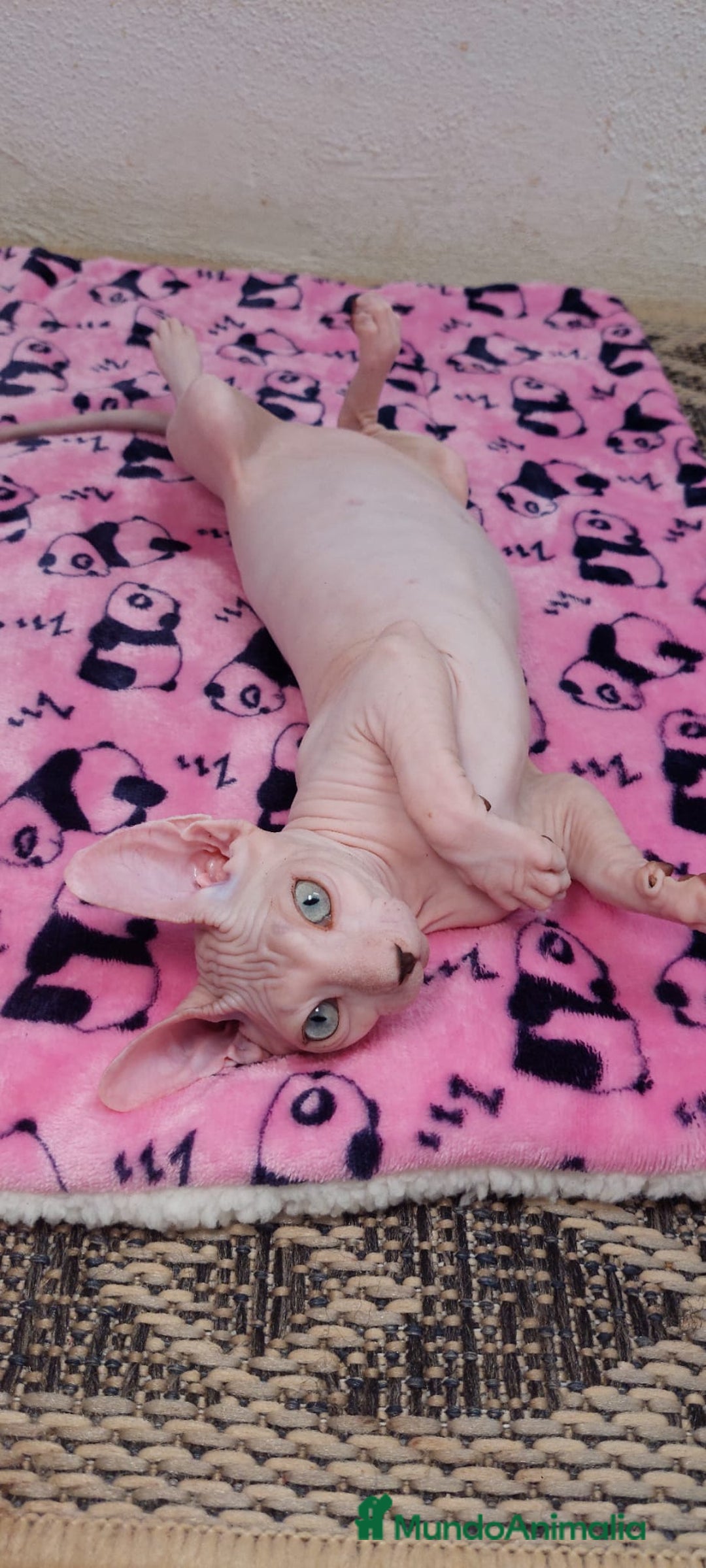 Sphynx gatos en venta: Preciosa hembrita ojos claros  - Imagen 10
